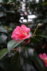 Obraz premium beautiful pink flower
