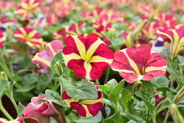 Balkonblume Surfinie Petunia H&auml;ngepflanze Saisonpflanze Sondersorte gestreift pink gelb Bl&uuml;ten Knospen
