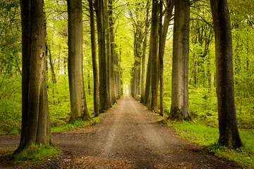 Fotobehang Wingene Forest © SteveVossaert