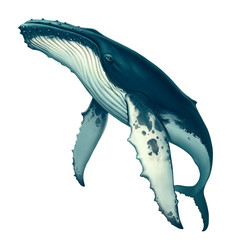 Humpback whale. Big gray whale on a white background. Blue whale in the open sea swims to the top.