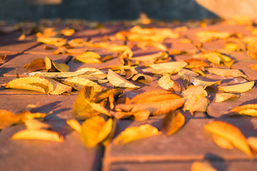 Fallen autumn leaves on asphalt