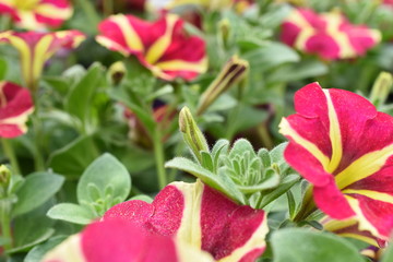 Balkonblume Surfinie Petunia Hängepflanze Saisonpflanze Sondersorte gestreift pink gelb Blüten Knospen