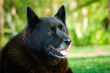 Black Akita dog outdoor portrait
