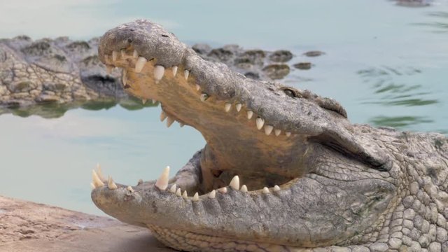 Close-up shot of large crocodile with body in water and head on the ground lying with open mouth. Mighty jaws with sharp teeth. Reptile cooling itself to avoid overheat
