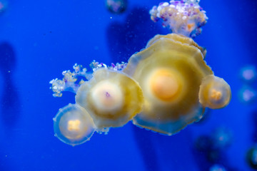 Obraz na płótnie Canvas Captive jellyfish in the foreground underwater