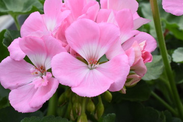 Naklejka premium Stehende Geranie Geranium rosa Balkonblume stehen lachs Blüte Knospe