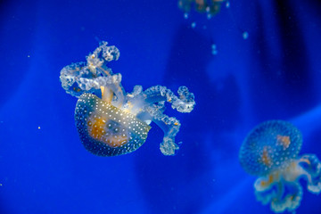 Fototapeta na wymiar Captive jellyfish in the foreground underwater