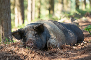  image of a Galician Celtic pig