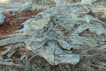 Beautiful texture pattern in gnarled driftwood.