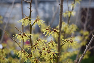 Zaubernuss hamamelis Gartenpflanze Hamamelidaceae gelb orange  Frühlingsbote Winterblüher Gartenpflanze winterhart Strauch haselnussähnliche Blätter
