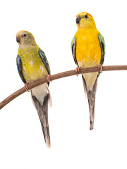 parrot (haematonotus psephotus) isolated