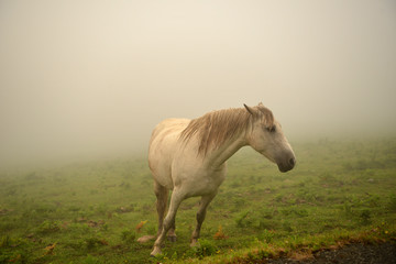 Fototapeta premium image of a horse in freedom