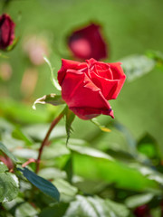 Red blooming rose with a blurred background
