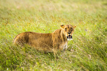 Lioness sitting in the savannah of Nairobi