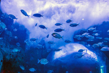 Fototapeta na wymiar school of fish in captivity swimming in the aquarium