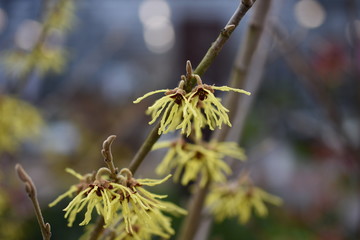 Zaubernuss hamamelis Gartenpflanze Hamamelidaceae gelb orange  Frühlingsbote Winterblüher Gartenpflanze winterhart Strauch haselnussähnliche Blätter