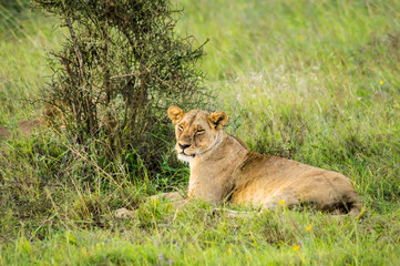 Lioness sitting in the savannah of Nairobi