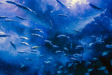 school of fish in captivity swimming in the aquarium
