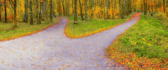 The route in the autumn park diverges into two hiking trails in different directions.