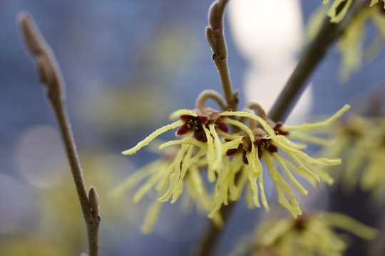 Zaubernuss hamamelis Gartenpflanze Hamamelidaceae gelb orange  Fr&uuml;hlingsbote Winterbl&uuml;her Gartenpflanze winterhart Strauch haselnuss&auml;hnliche Bl&auml;tter