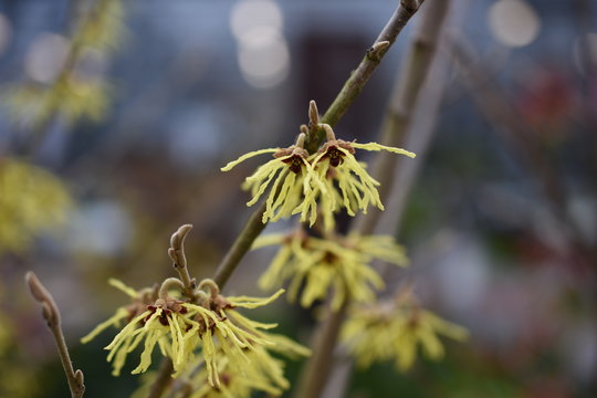 Zaubernuss hamamelis Gartenpflanze Hamamelidaceae gelb orange  Fr&uuml;hlingsbote Winterbl&uuml;her Gartenpflanze winterhart Strauch haselnuss&auml;hnliche Bl&auml;tter