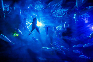 Fototapeta na wymiar school of fish in captivity swimming in the aquarium