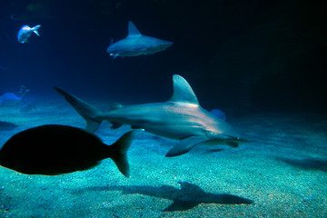 shark swimming in aquario in the foreground.