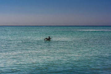 Fototapeta na wymiar Big Pelican flies over the sea against a blue sky