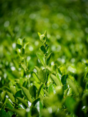 Fresh green branches of trimmed bushes with beautiful blur.