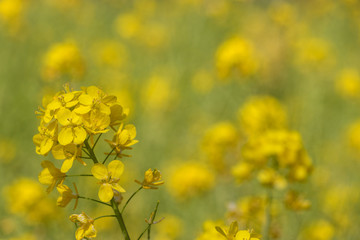 Obraz premium Rape blossoms at Fukuei Sports Plaza, Ichikawa City, Chiba Prefecture, Japan