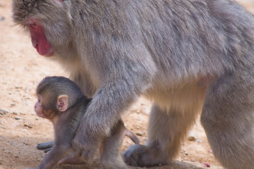 Japanese macaque hangin out
