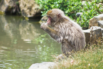 Obraz na płótnie Canvas Japanese macaque hangin out