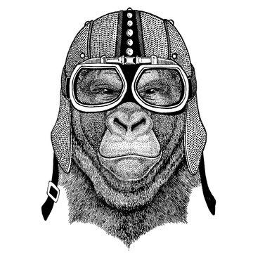 Gorilla, monkey, ape wearing motorcycle, aero helmet. Biker illustration for t-shirt, posters, prints.