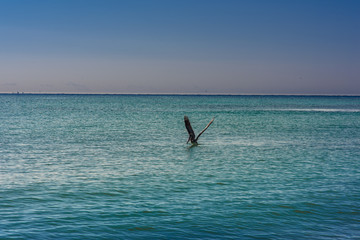 Big Pelican flies over the sea against a blue sky