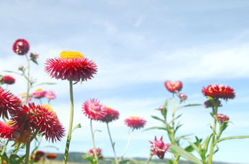 Group of Xerochrysum bracteatum, commonly known as the golden everlasting or strawflower. 'Strawburst pink', showing pink bracts and orange central disc on blue sky background.