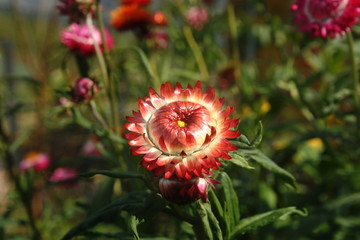Close up Xerochrysum bracteatum, commonly known as the golden everlasting or strawflower....