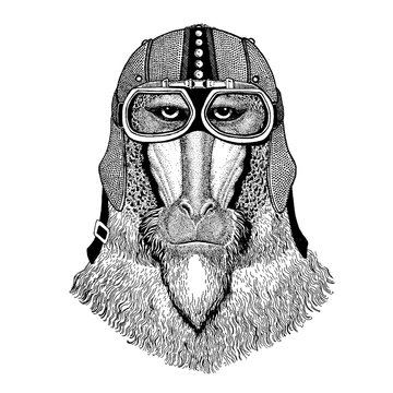 Monkey, baboon, dog-ape, ape wearing motorcycle, aero helmet. Biker illustration for t-shirt, posters, prints.