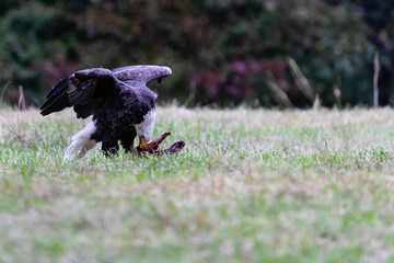 Bald Eagle picks clean the meat off a white tailed deer in a farm pasture near Tahlequah Oklahoma