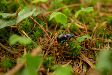 Käfer auf dem Waldboden