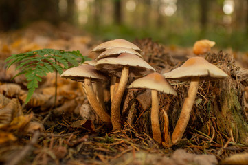 Pilze auf dem Waldboden