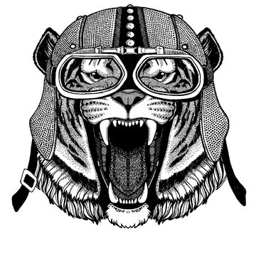 Tiger, wild cat Animal wearing motorcycle, aero helmet. Biker illustration for t-shirt, posters, prints.