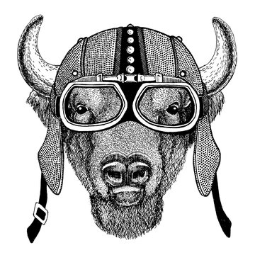 Buffalo, bison,ox, bull Wild animal wearing motorcycle, aero helmet. Biker illustration for t-shirt, posters, prints.