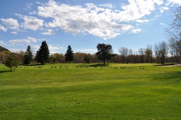 Oies sauvages sur un parcours de golf, Qu&eacute;bec, Canada
