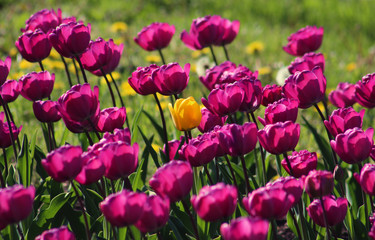 Field of blooming spring tulips in purple and yellow