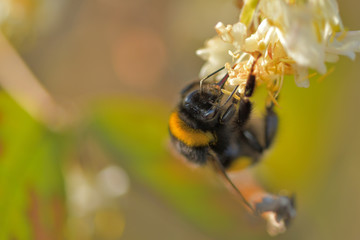Eine Hummel an einer Blüte