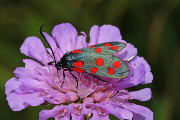 Zygaena filipendulae (LINNAEUS, 1758) Sechsfleck-Widderchen DE, NRW, Lampertstal, Eifel 15.07.2016