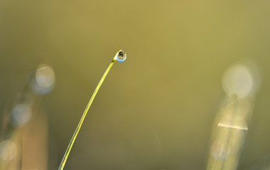 Ein Wassertropfen auf einem Grashalm