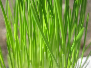 Plakat grass