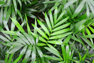 Obraz premium Palm Chamaedorea foliage background
