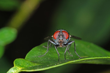 Calliphora vomitoria Schmeißfliege DE, NRW, Leverkusen 03.07.2016